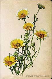Paperblanks Collection Painted Botanicals | Коллекция блокнотов Ботанические Иллюстрации